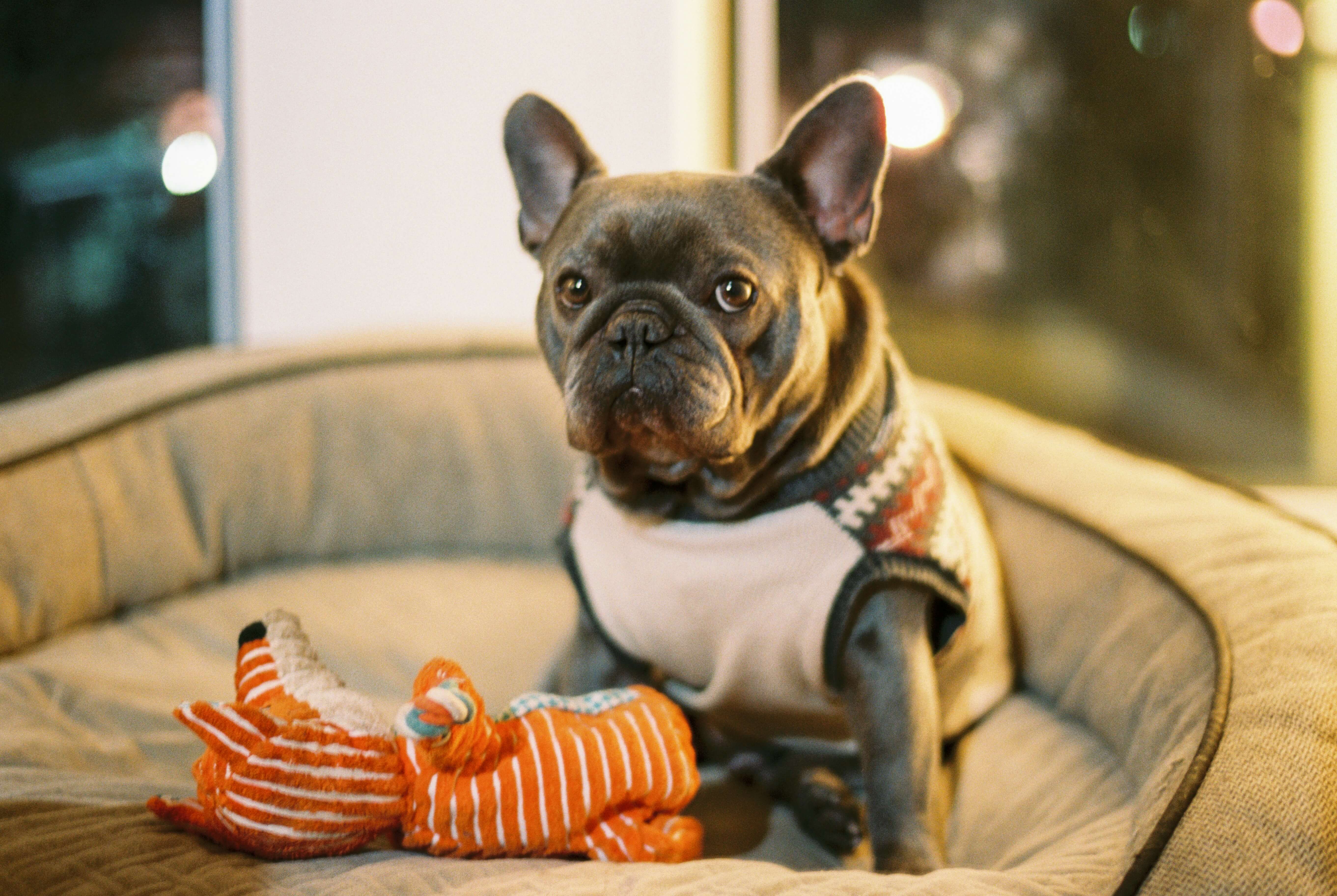 Calming dog toys or anxiety vests for dogs with separation anxiety