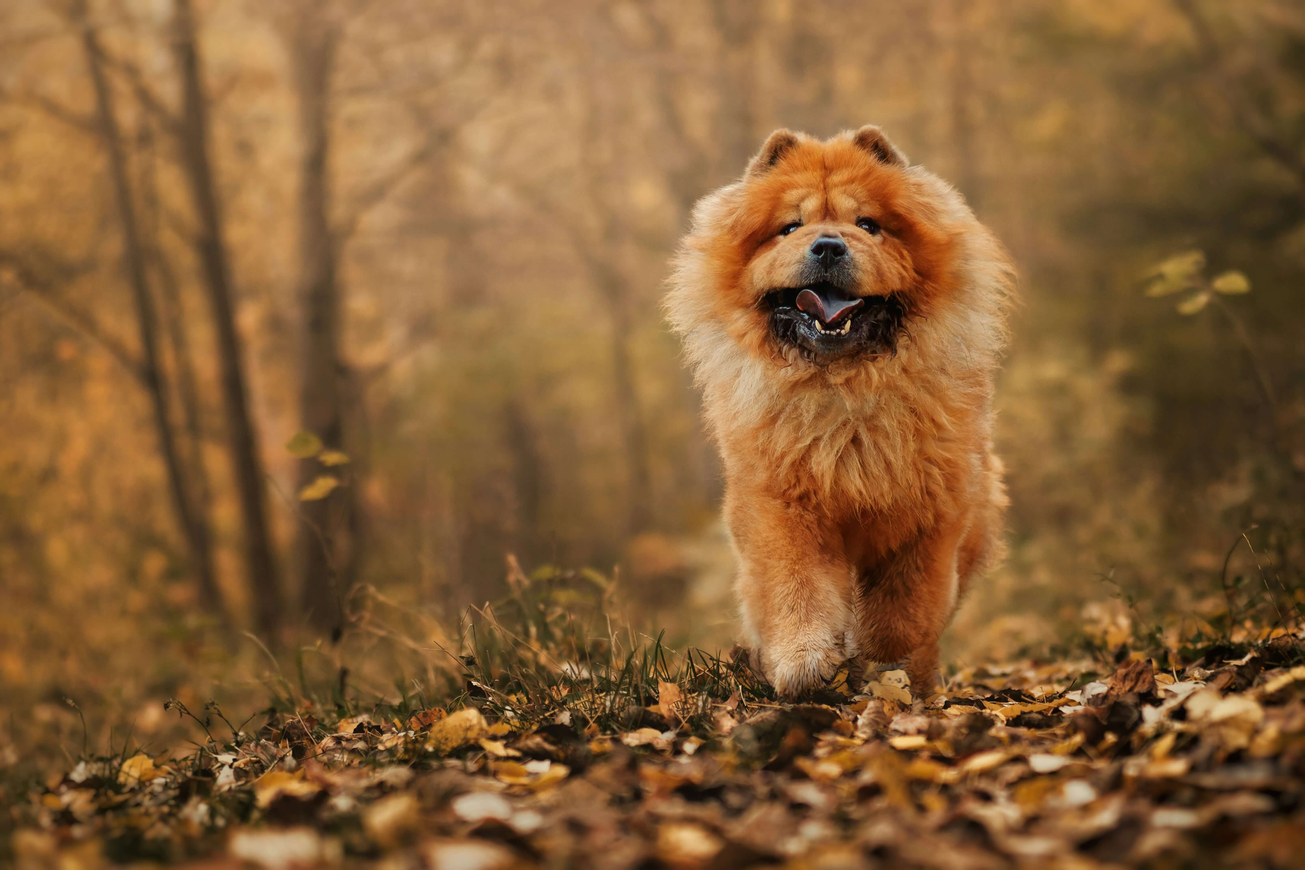 Fluffy Chow Chow with lion-like mane, blue-black tongue, and teddy bear appearance showing unique cute features