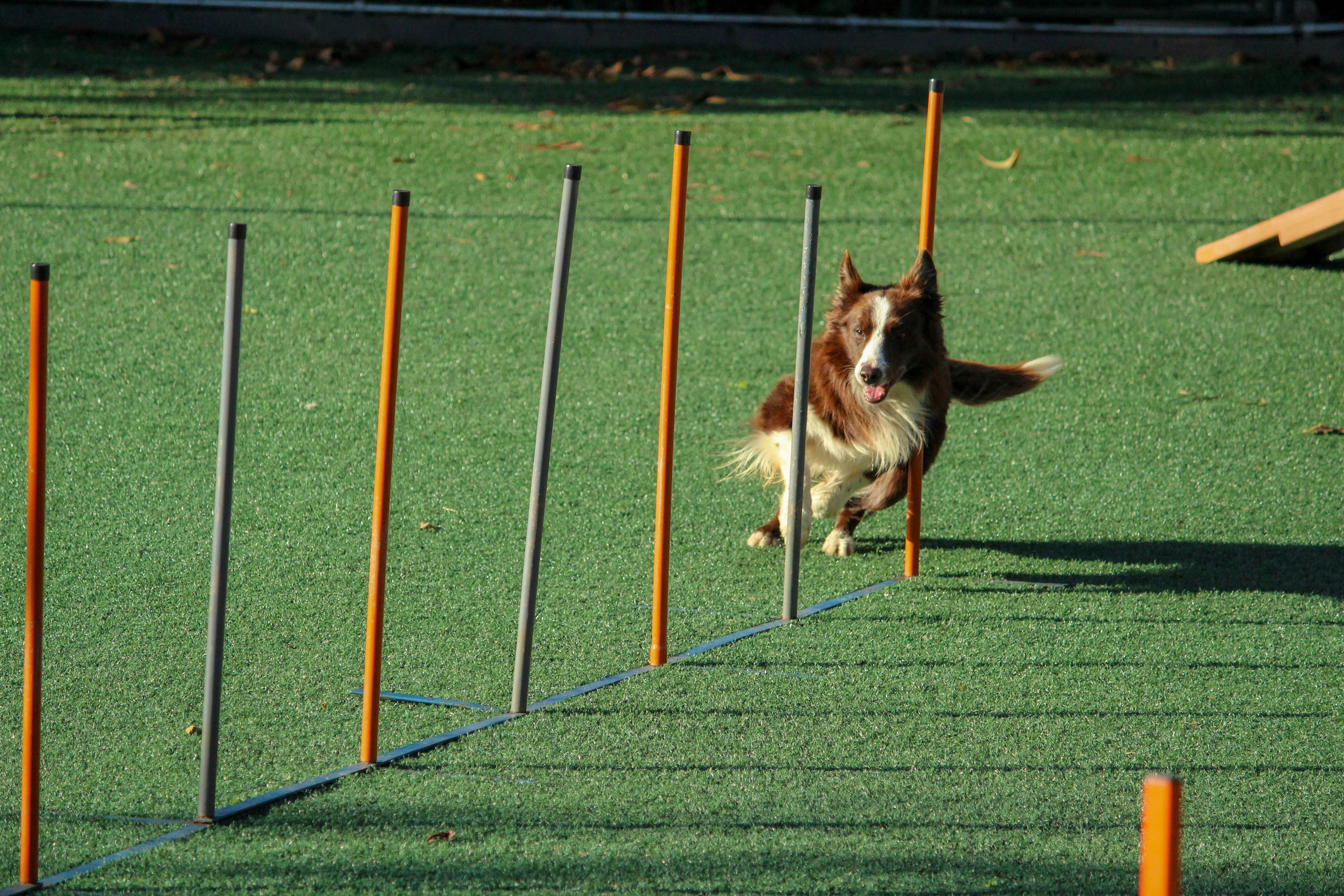 Dog agility competition, showcasing intelligence and training
