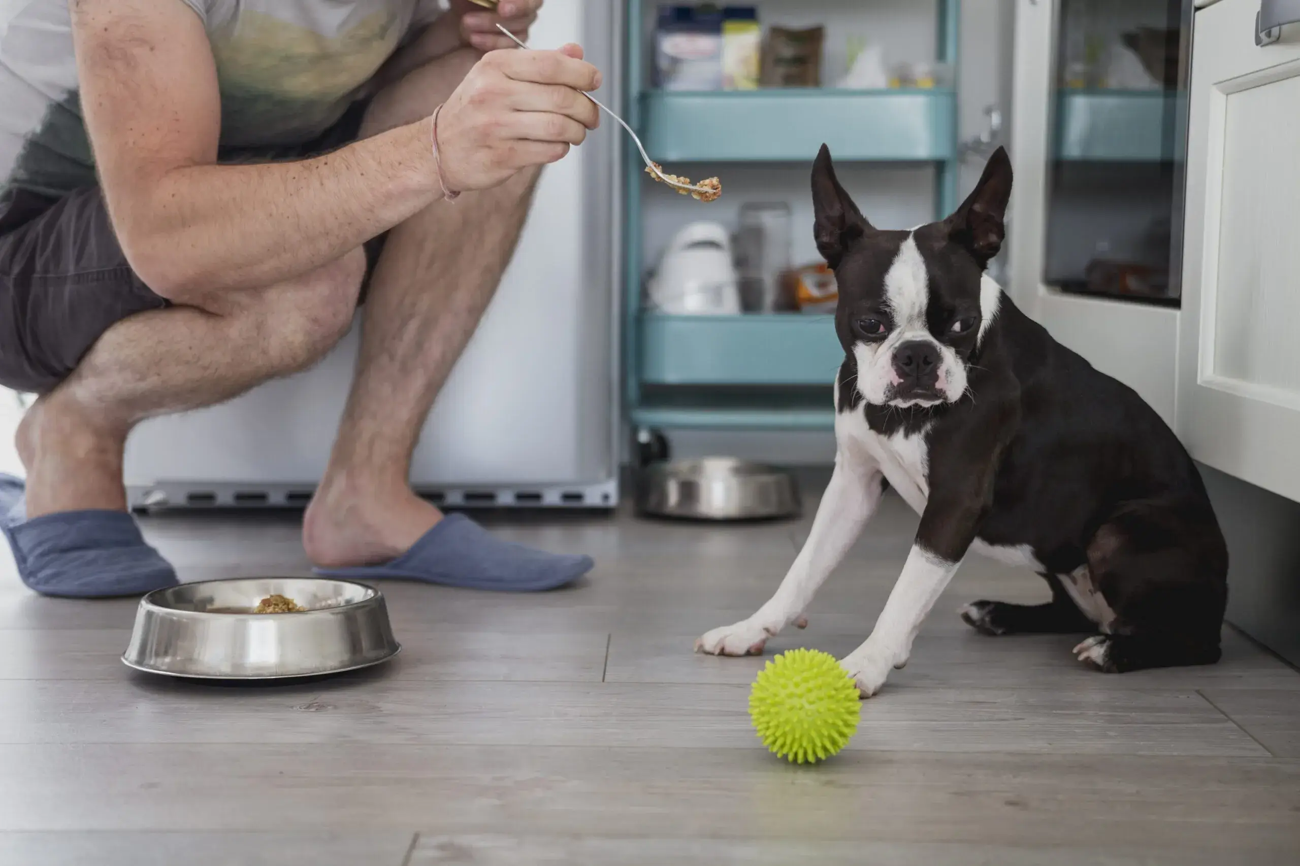 Why Your Dog is Not Eating – Causes and Quick Fixes