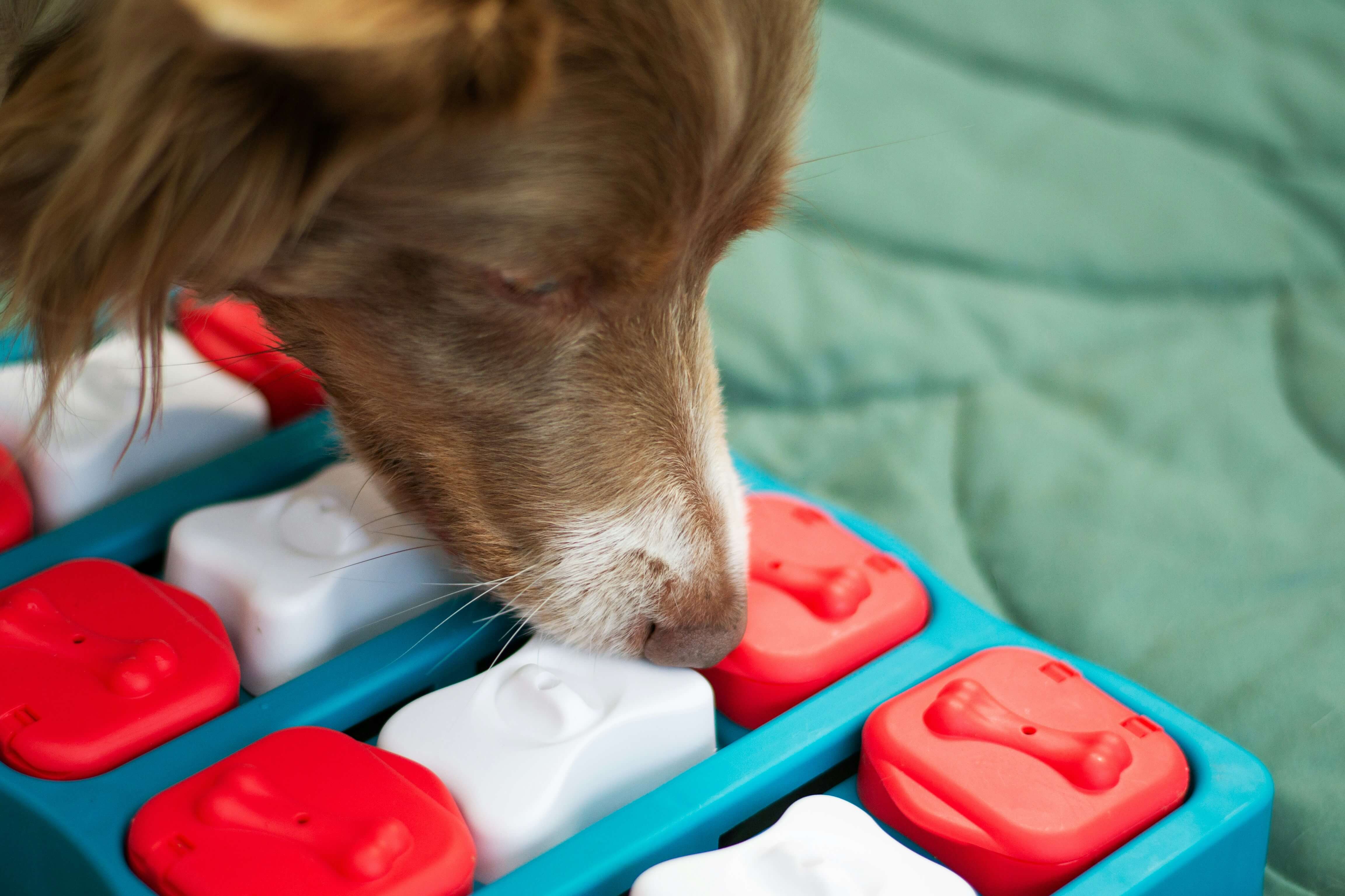 Dog solving a puzzle toy, demonstrating problem-solving skills