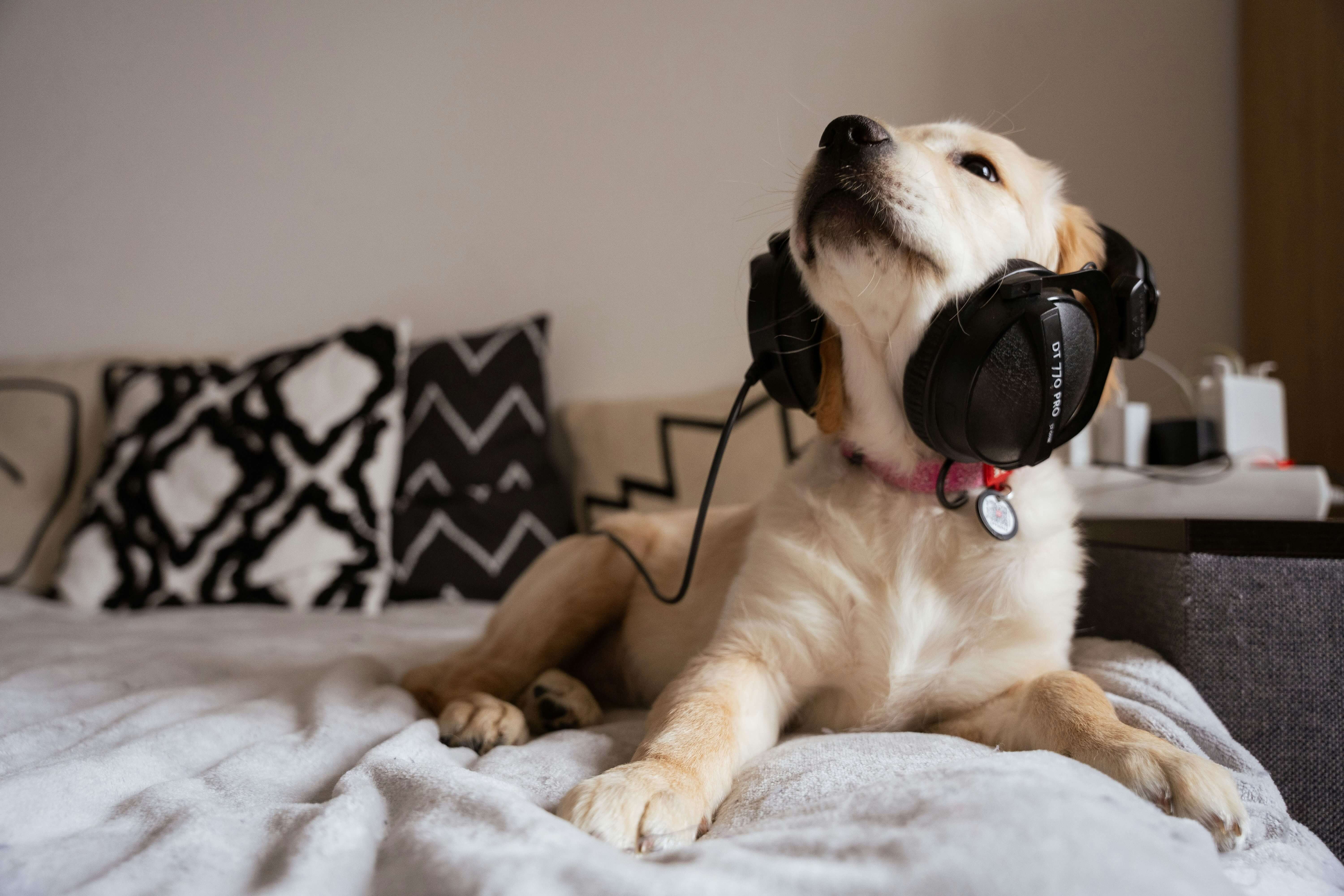 Dog with soothing background music to help calm anxiety