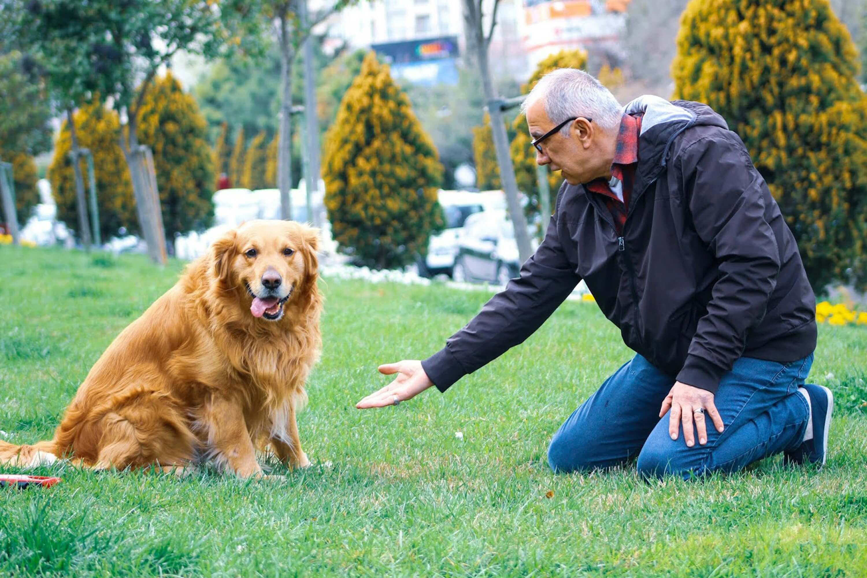 Elderly person with a calm dog, showing breed suitability for seniors