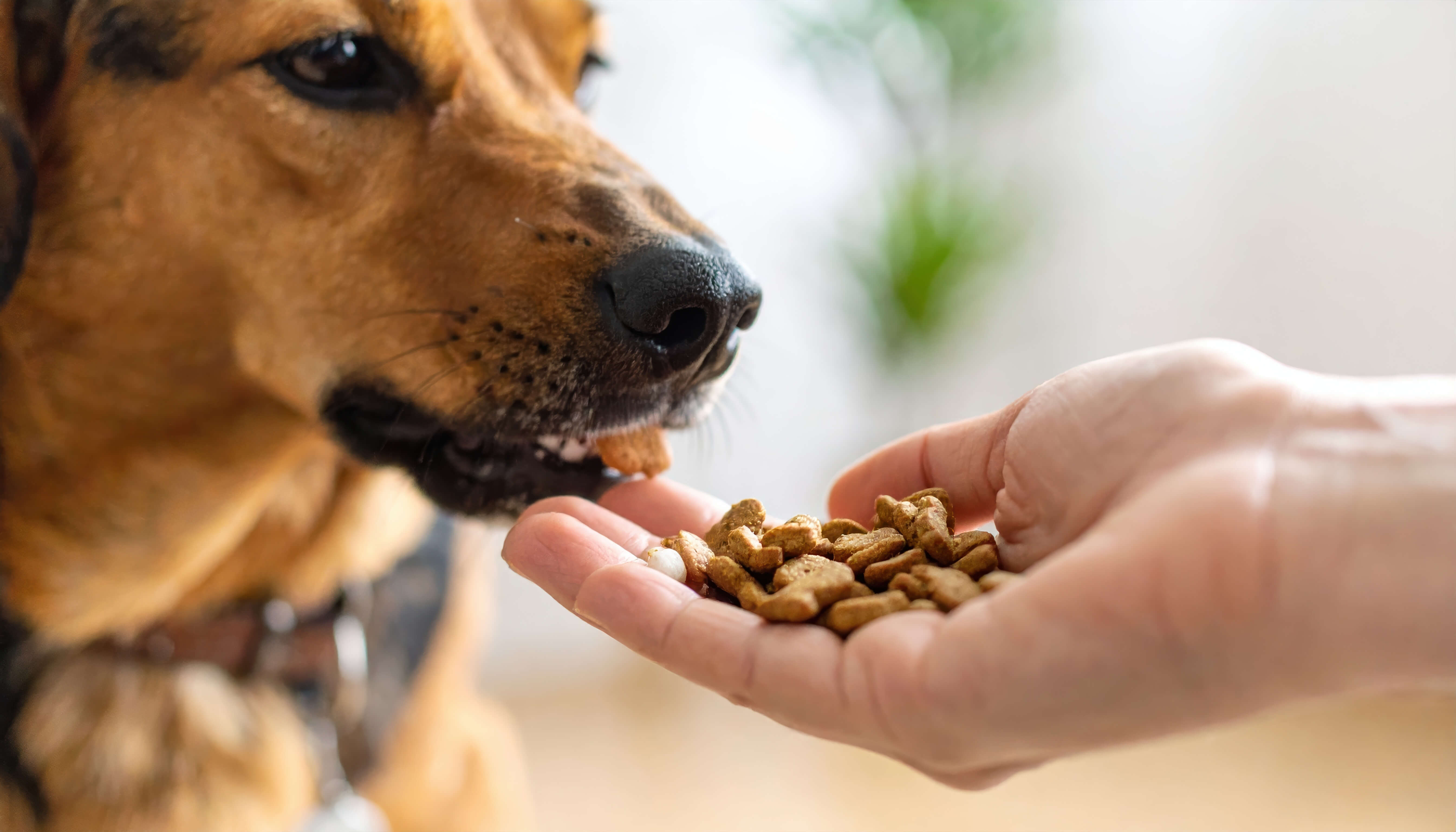 Owner hand-feeding a dog