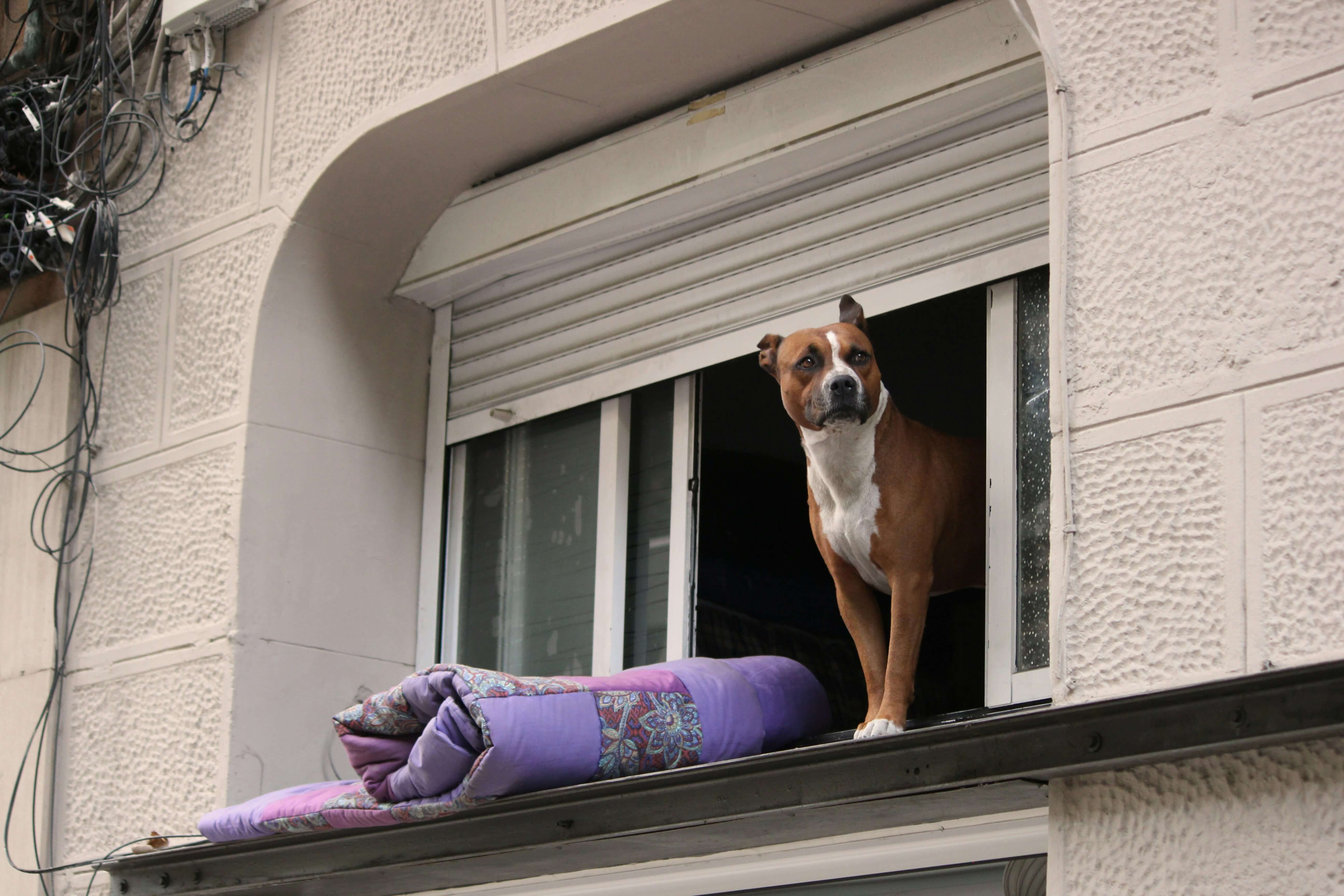 Owner leaving home, dog watching with anxiety