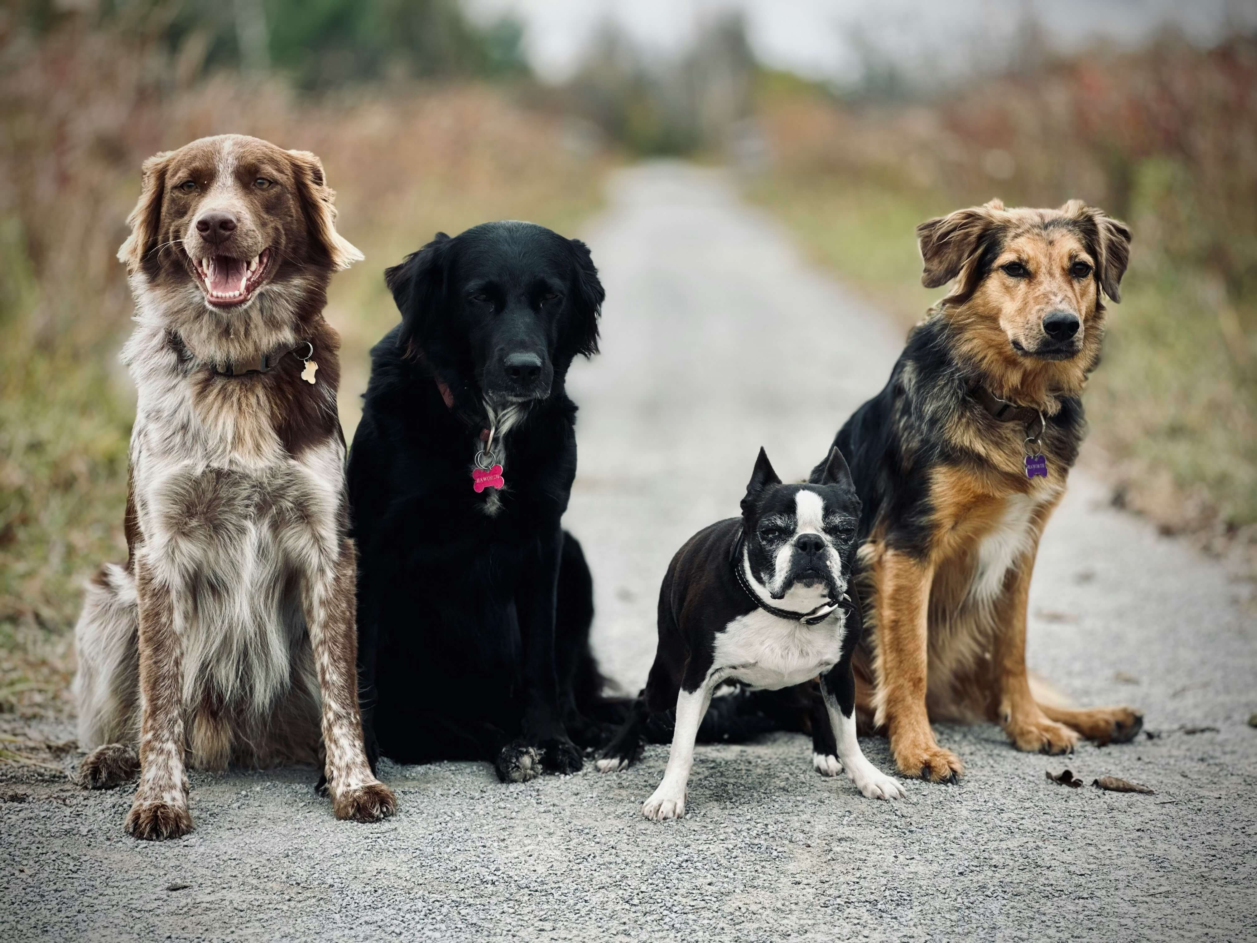 People with different dog breeds