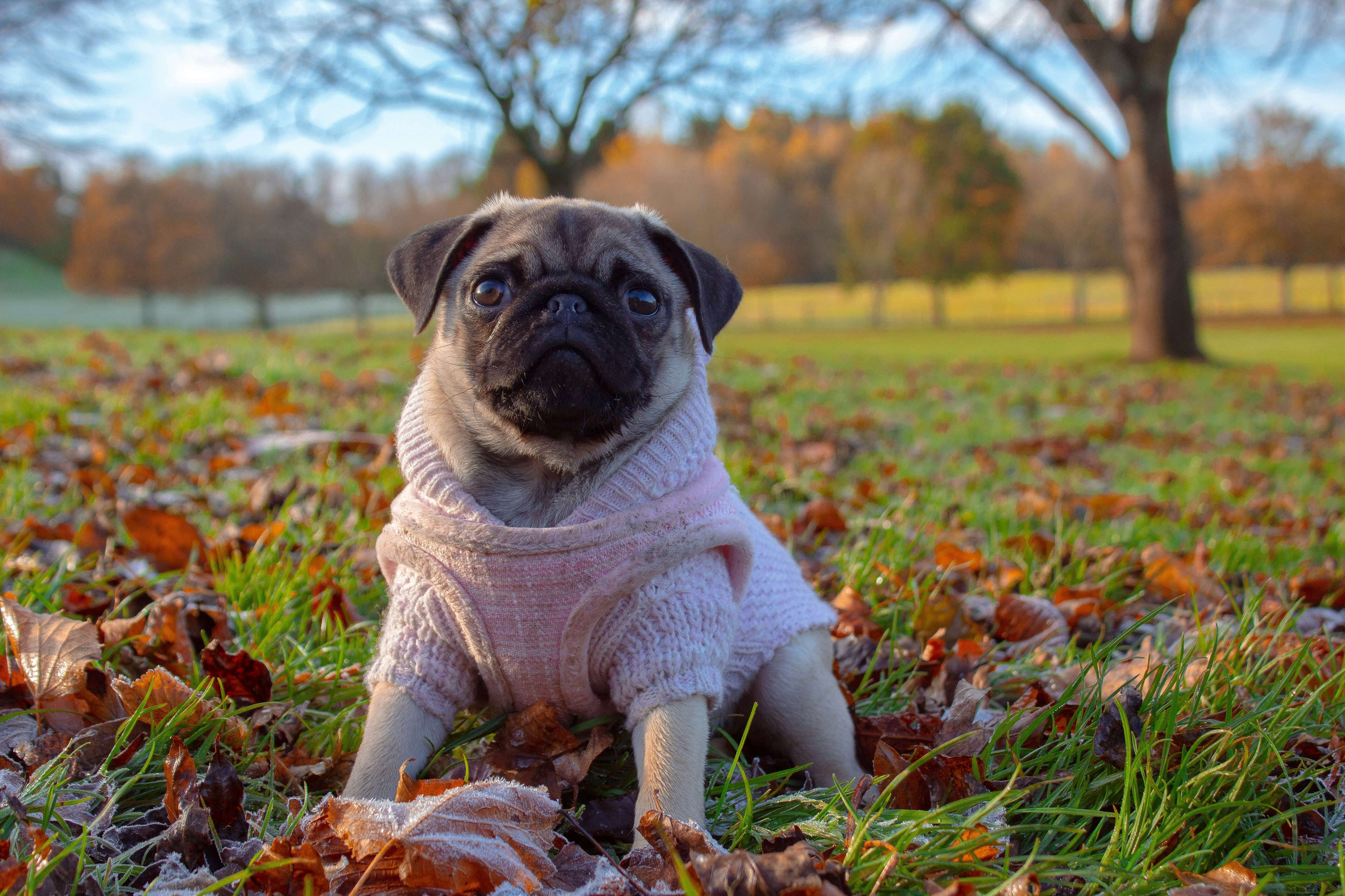 Cute Pug dog with wrinkled face, big expressive eyes, and charming personality showing adorable flat-faced features