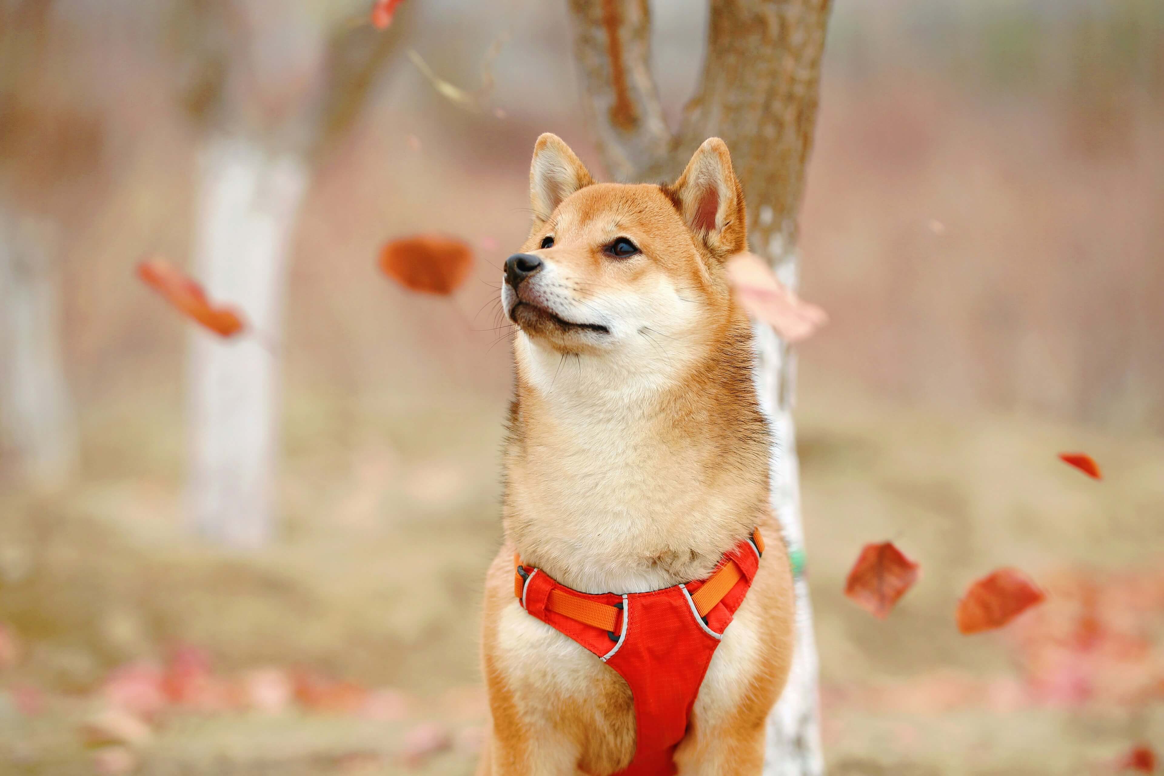Adorable Shiba Inu with fox-like appearance, curly tail, and expressive face showing independent cute personality