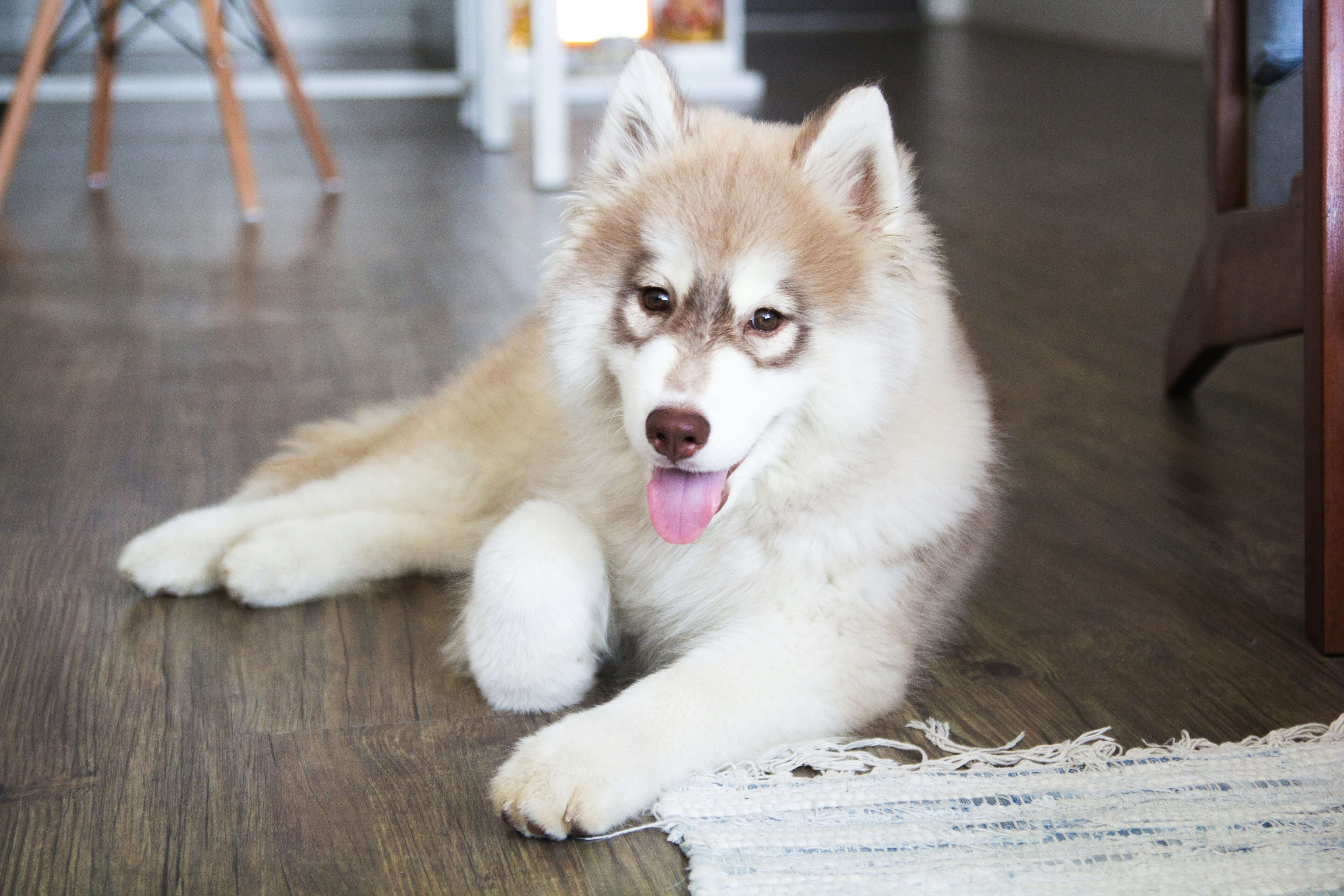 Beautiful Siberian Husky with striking blue eyes, wolf-like appearance, and majestic cute expression showing arctic breed