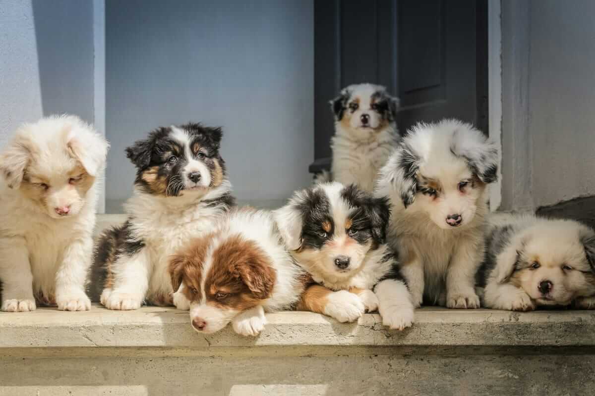 Young puppies waiting for their scheduled vaccination appointments at veterinary clinic
