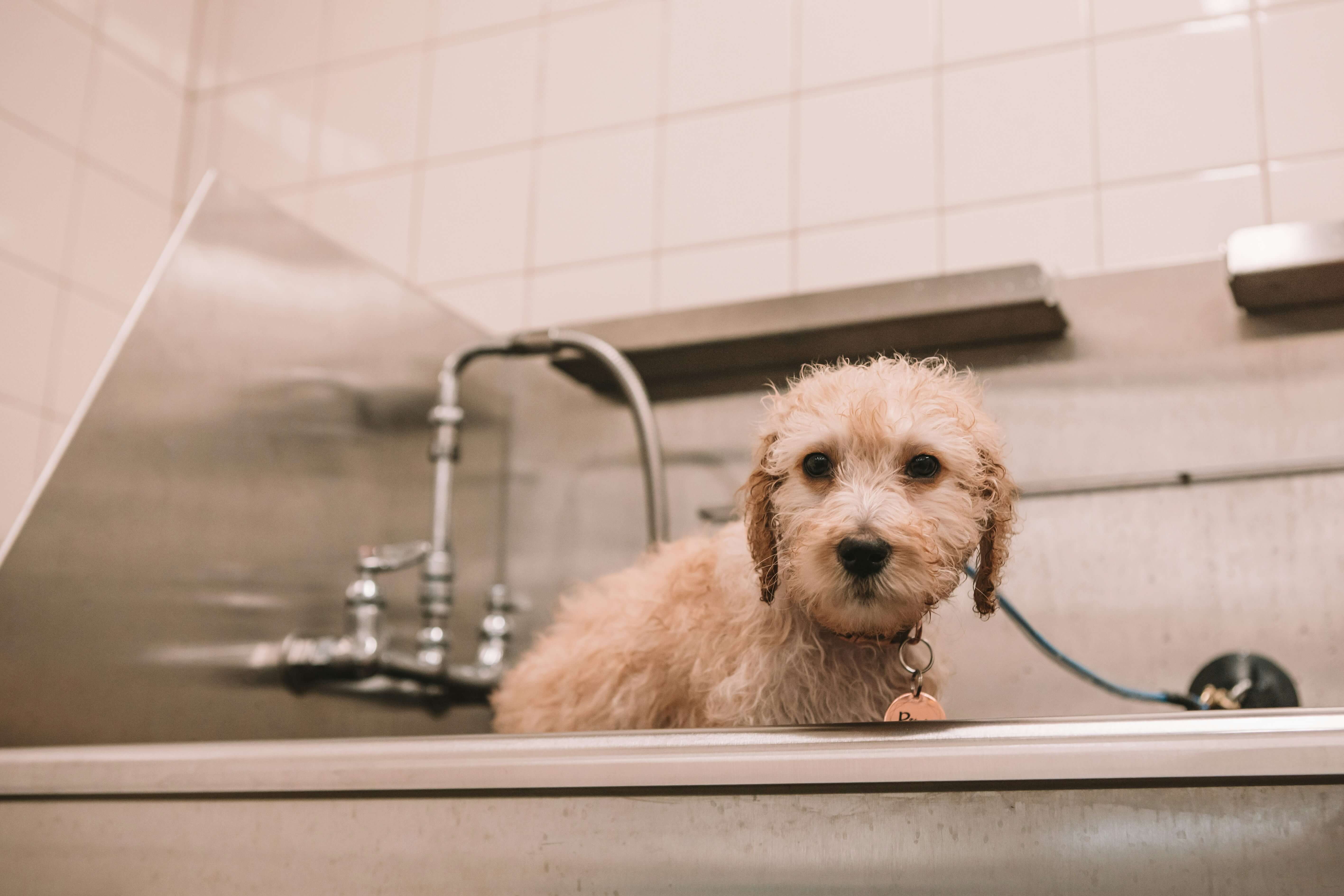 Dog enjoying bath time showing proper bathing technique for short-haired breeds with gentle shampoo and lukewarm water
