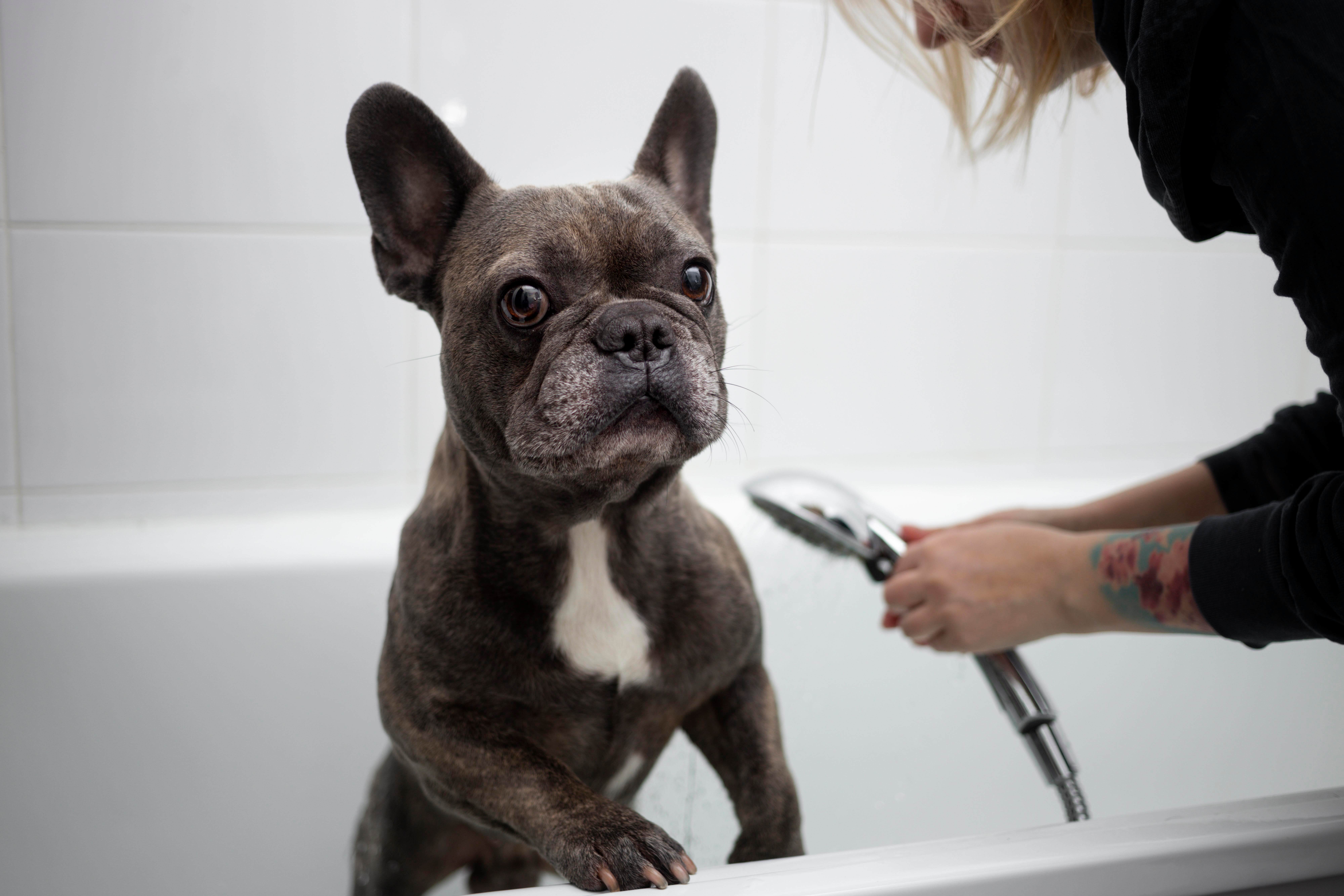 Dog being groomed and bathed showing breed-specific bathing frequency for oily coat types and proper shampoo application