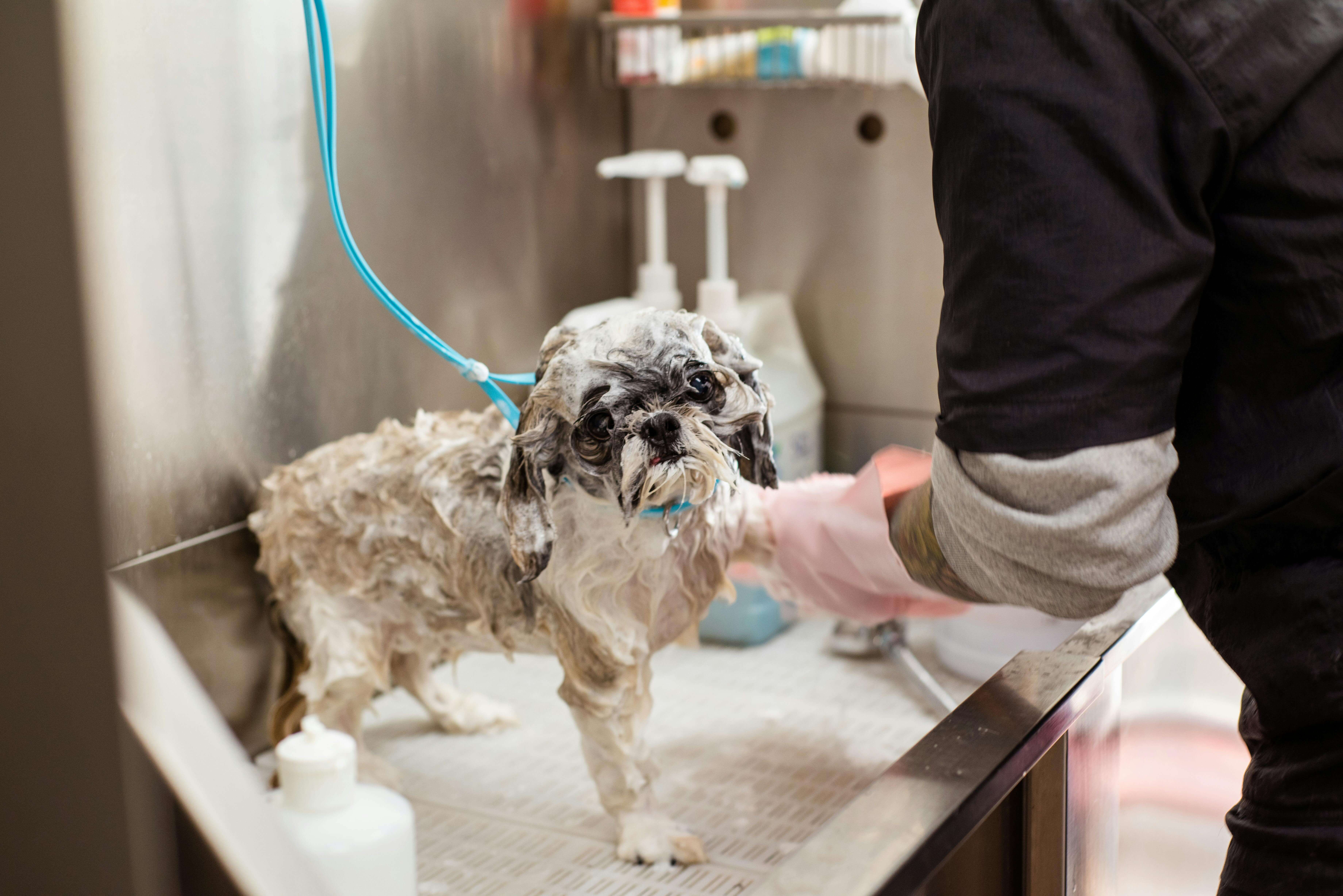 How Often Should You Bathe Your Dog? Breed-Wise Guide