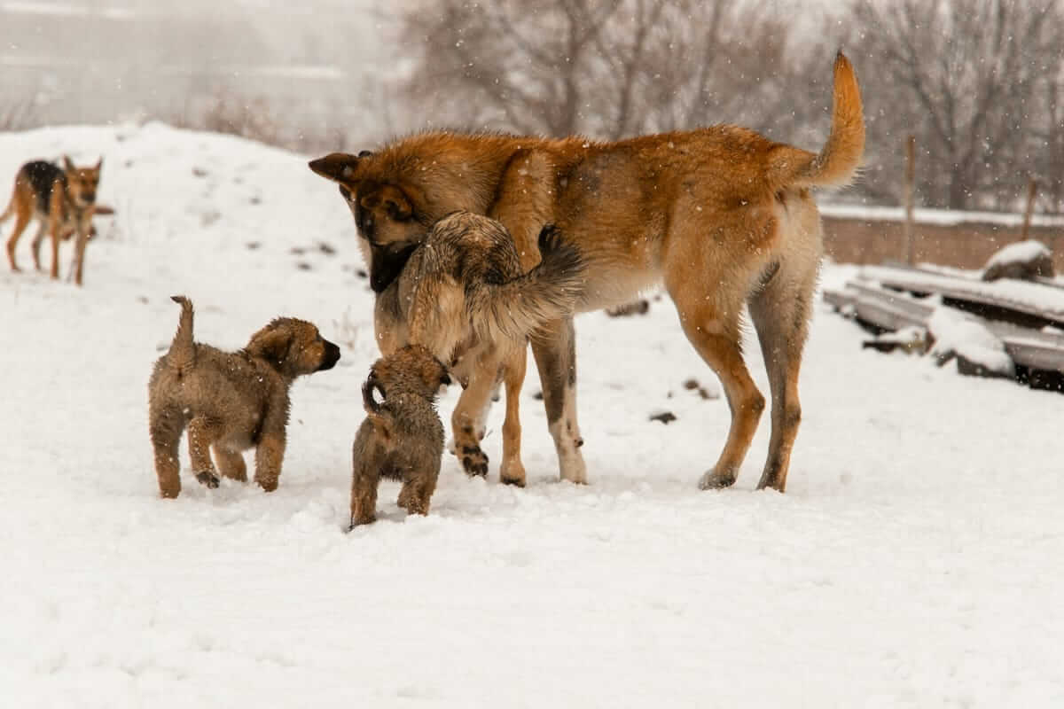 Dog family playing in snow showing cold weather breeds and outdoor activity requirements