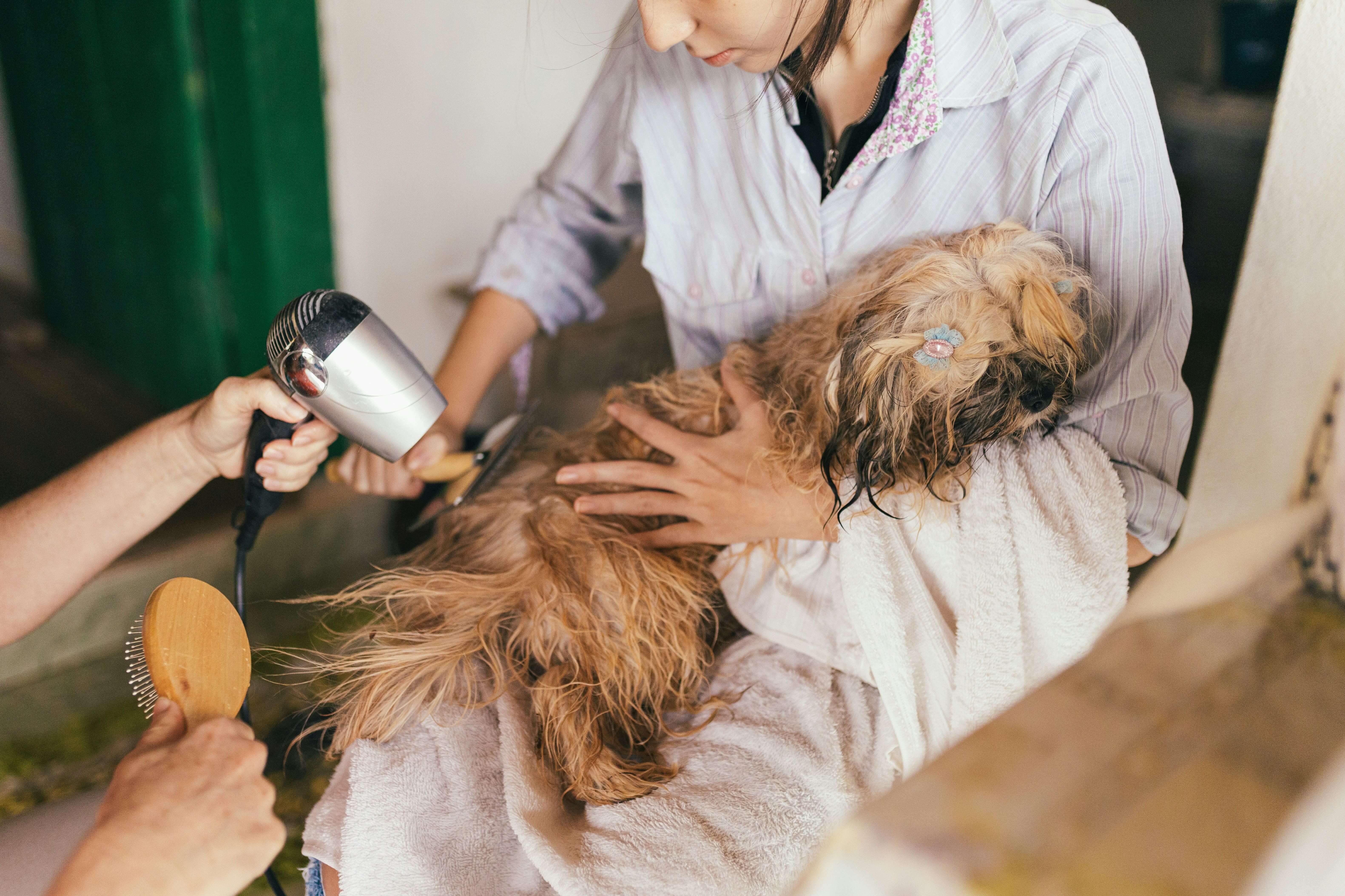 Puppy getting groomed as part of regular care