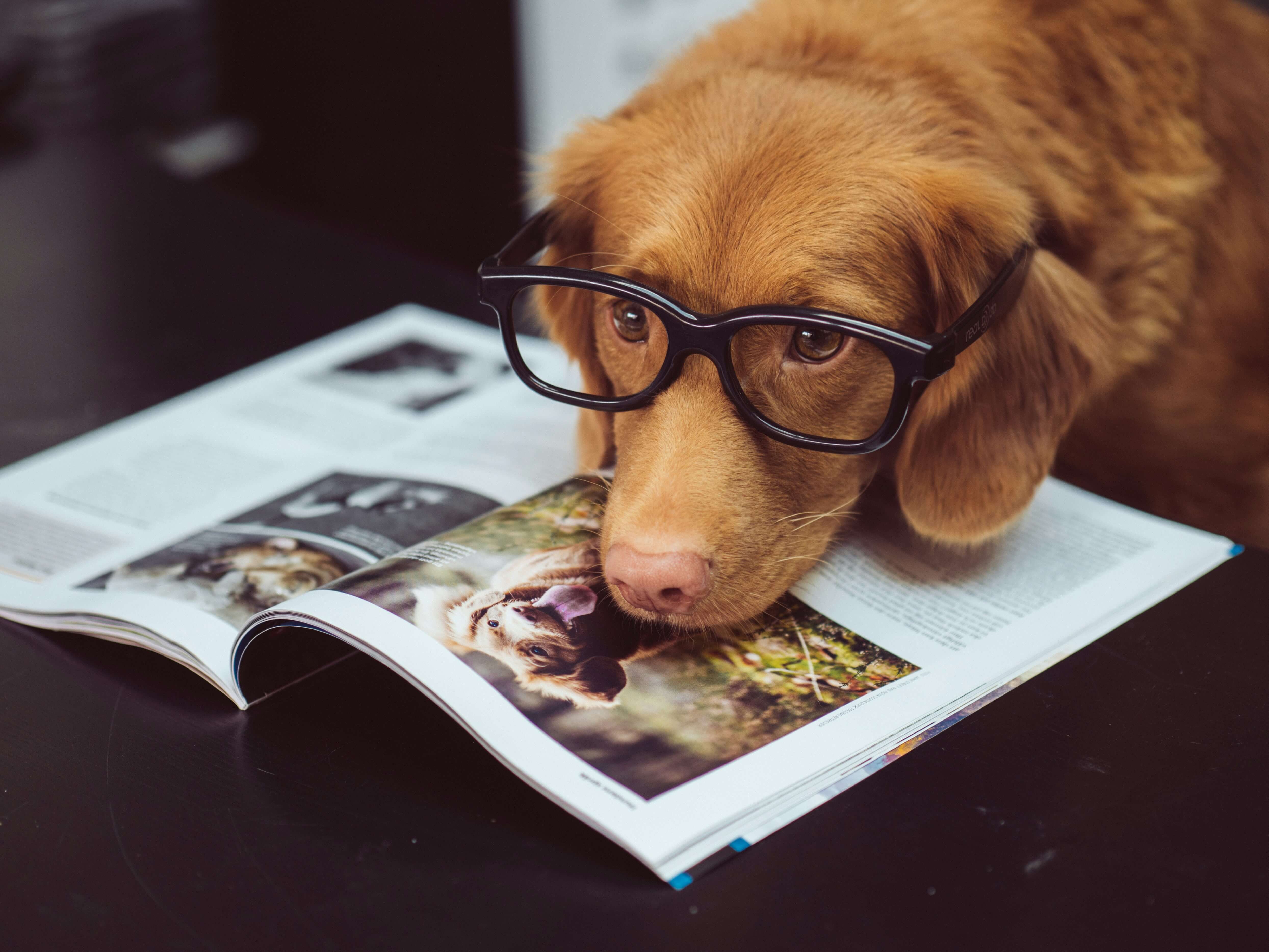Owner reading a dog care book with their puppy