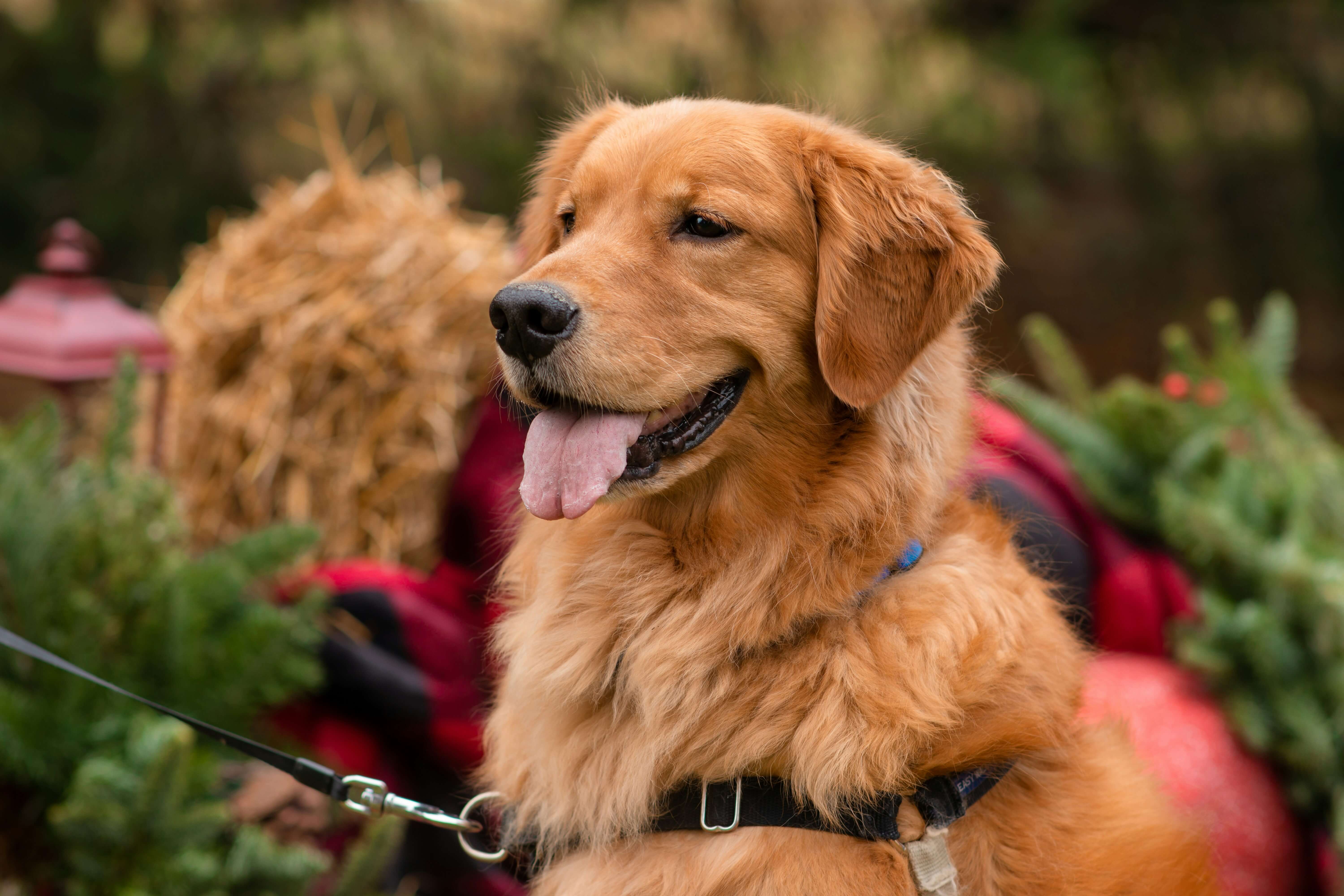 Cute Golden Retriever with beautiful golden coat, warm brown eyes, and gentle friendly expression perfect family dog