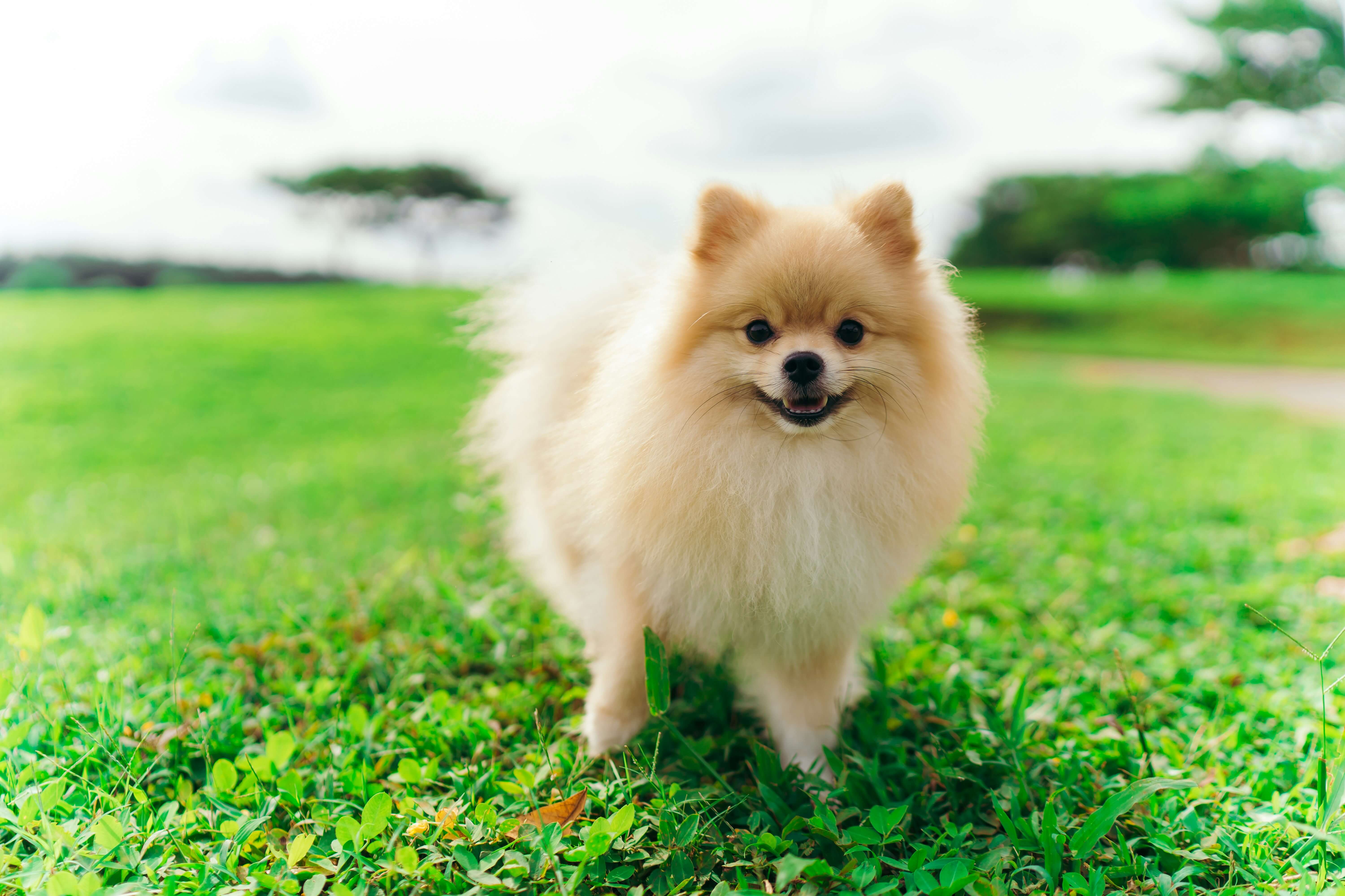 Top 10 Cutest Dog Breeds in the World – With High-Quality Images