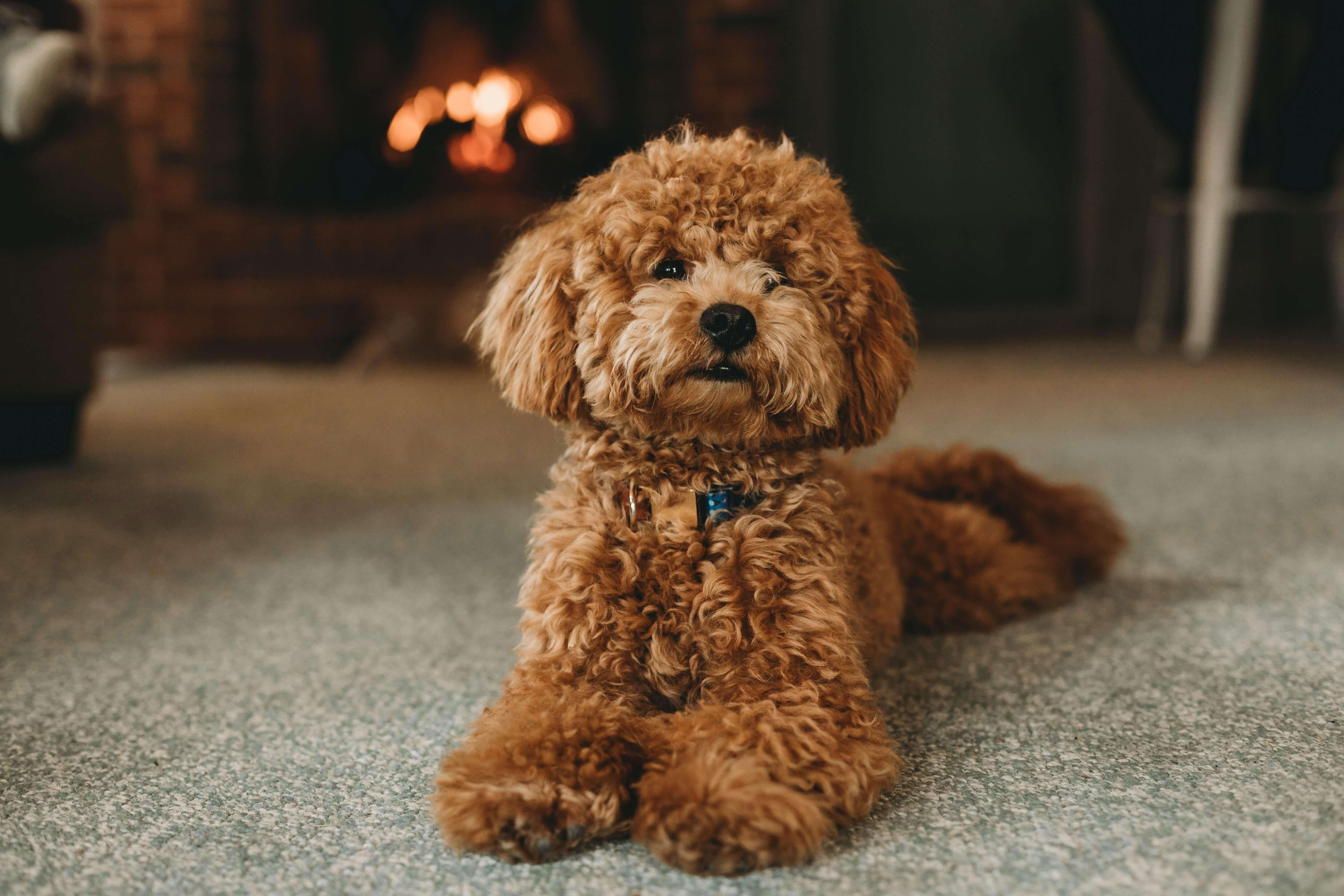 Adorable Poodle with elegant curly coat, intelligent eyes, and sophisticated cute appearance showing hypoallergenic breed