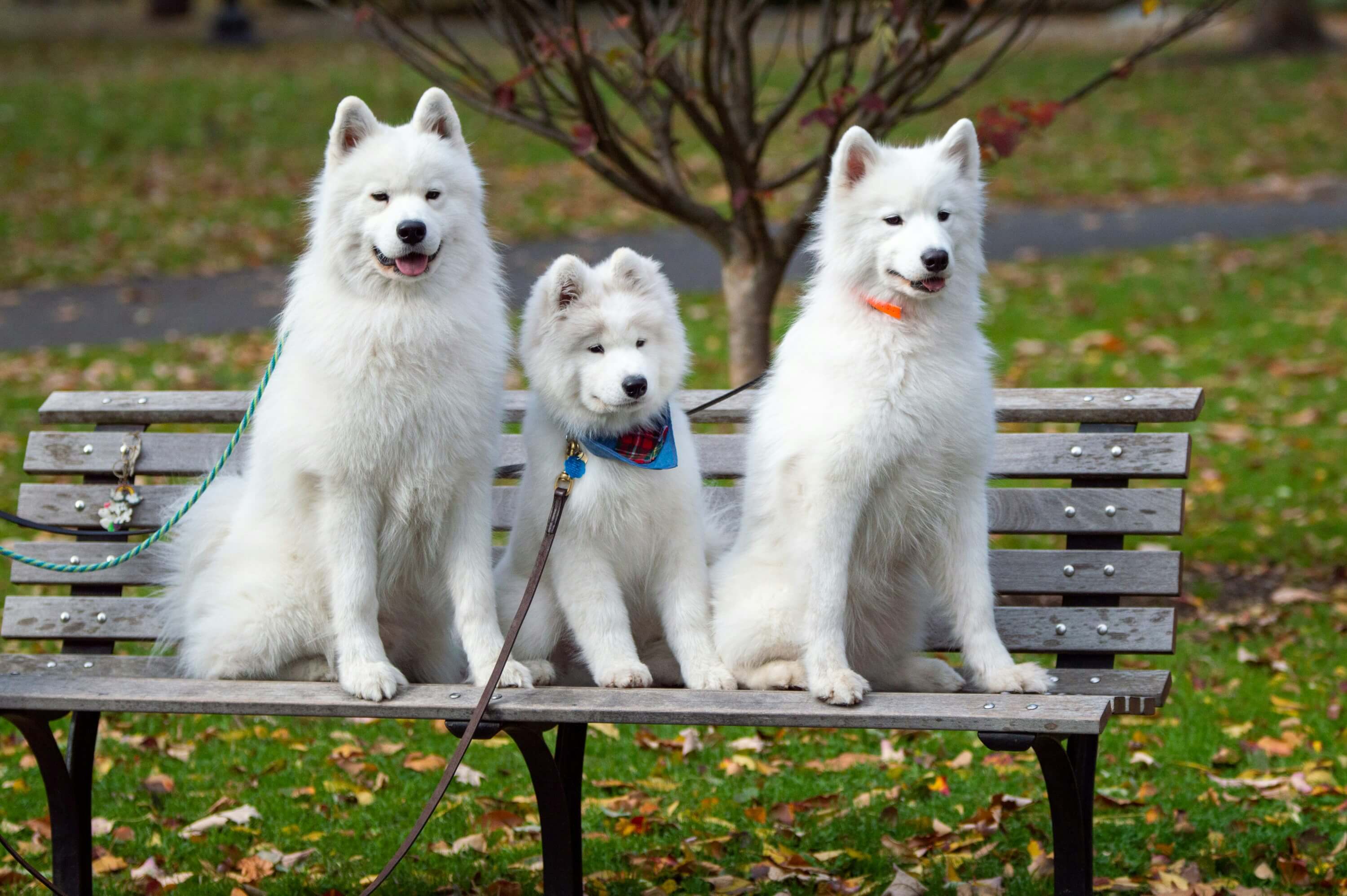 Beautiful white fluffy Samoyed dog with signature Sammy smile showing adorable friendly happy expression