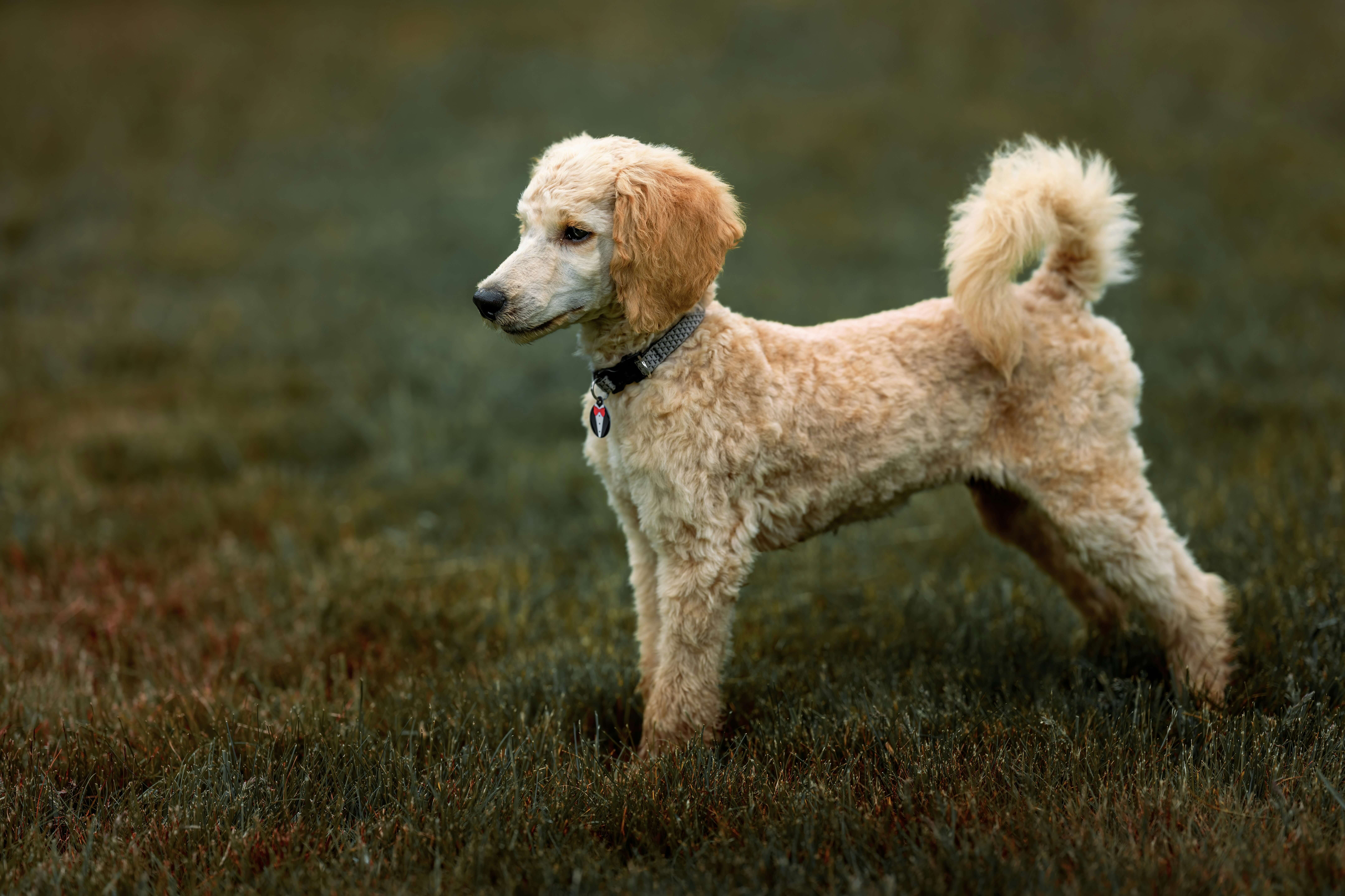Short-haired, small dog breeds that are easy to care for